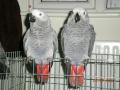 African Grey Parrot Centre image 2