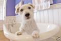 Armers Mucky Paws Pet Shop & Mutz Cutz Dog Grooming Salon image 4