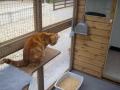 The Grange Cattery image 1
