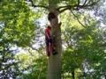 Tree Pruning London THE DOCTOR OF TREES image 2