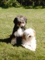 Tibetan Terrier Dogs image 2