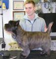 Deputy Dog Grooming image 2