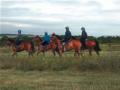 Denis Coakley Racehorse Trainer image 2