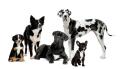 Dapper Dogs grooming logo