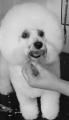 Deputy Dog Grooming image 1