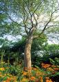 Zelkova Arbor Culture Ltd image 2