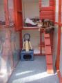 Comfy Cats Cattery image 4
