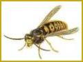 Wasp Control (Henley on Thames Pest Control) image 2