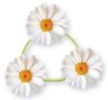 The Daisy Chain Store logo