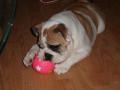 Bodroniki Bulldogs image 5