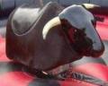 Rodeo bull hire image 4