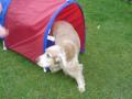 Top Barks Dog Training image 1