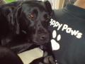 HAPPY PAWS image 2