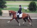 Edward Creamer Dressage Trainer image 2