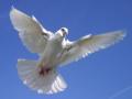 White Dove Releases image 1