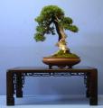Dai-ichi Bonsai image 2