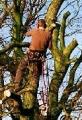 Nunhead Tree Care - Tree Surgeon South London image 5