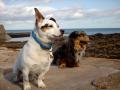 Go Walkies! Montrose.  Dog Walking & Holiday Pet Care Services image 4