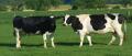 McCurdy Livestock Transport Import Export Northern Ireland UK Europe image 2