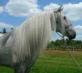 Colne Valley Andalusians Ltd image 1