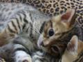 Dollycats Bengal and Savannah Cats image 1
