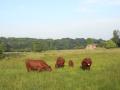 Manor House Farm Rare Breed Beef logo