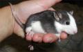 Zaxxan-Firenza fancy pet Rats image 10
