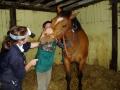 KT Equine Dentistry image 2