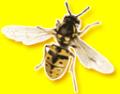 Wasp Control (Henley on Thames Pest Control) image 1