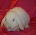Mini Lop and  Lion Lop Rabbit Breeder image 4