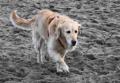 Dog Walker in Blackpool by Lead On image 2