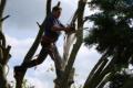 Ilkley Tree surgeons image 4