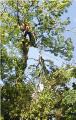 Freeborn Tree Surgeons image 2