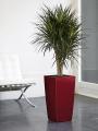 Buds Interior landscaping and office plant rental image 6