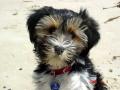 Tibetan Terrier Dogs image 9