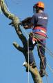 T. D. Tree Services (Leeds & Wakefield) image 1