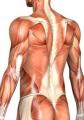 Muscular Health Massage image 2