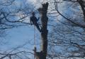 Appleyard Tree Care image 5