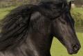 Black Horses Ltd image 4