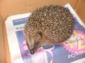 Hedgehog Carer image 3