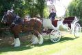 Waldburg Shires - Horse Drawn Carriage Hire - Wedding Carriage image 1