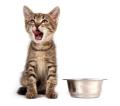 Milk and Fish - Bespoke Cat Sitting Service image 1