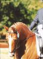 Hurston Dressage and Eventing Livery logo