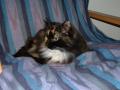 Wakefield Pet Sitters image 3