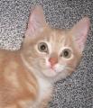 Sunny Harbour Cat & Kitten Rescue image 1