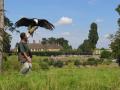 Falconry uk Ltd image 5
