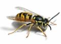 Wasp Nest Removal Oxfordshire image 1