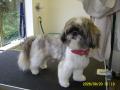 Smart Dogs Grooming Parlour image 4