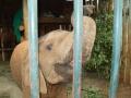 The David Sheldrick Wildlife Trust image 6
