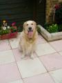 PENELOPE PETSTOP -  dog home boarding & dog walking service. image 6